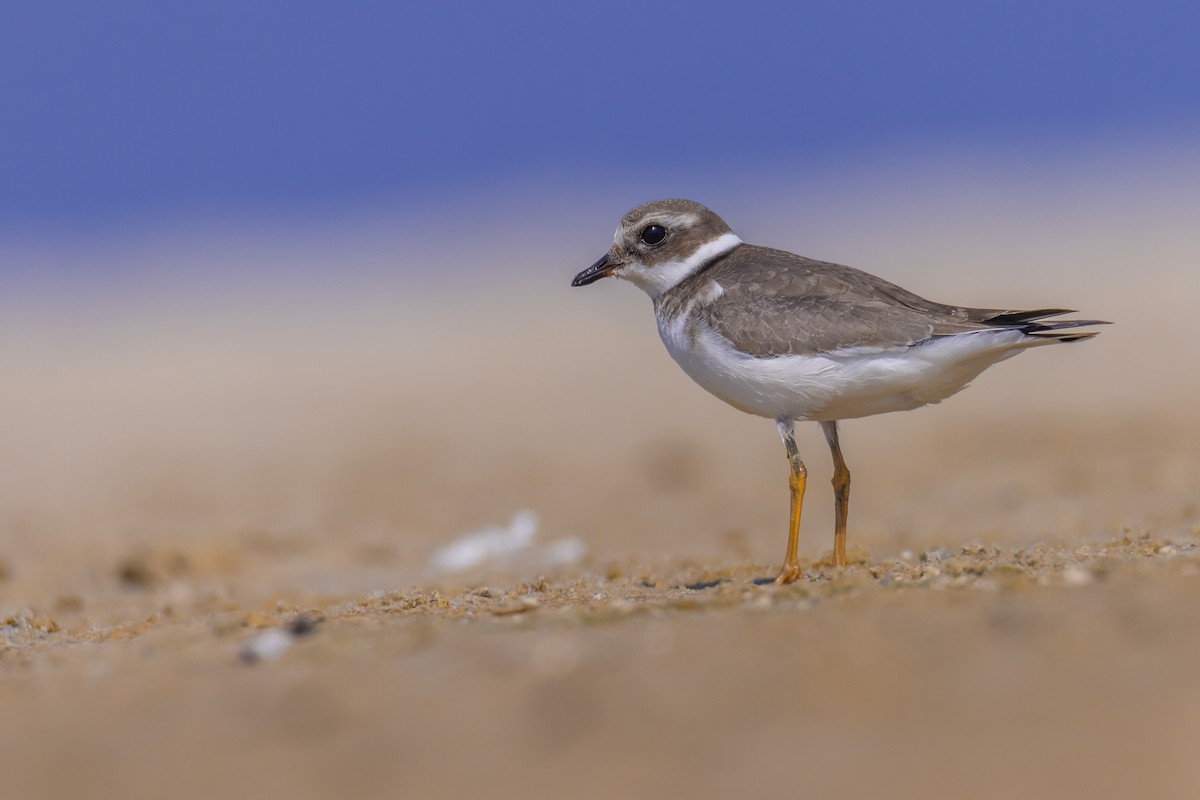 Common Ringed Plover - ML492775381