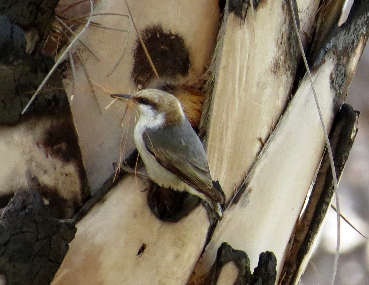 Brown-headed Nuthatch - ML49277641