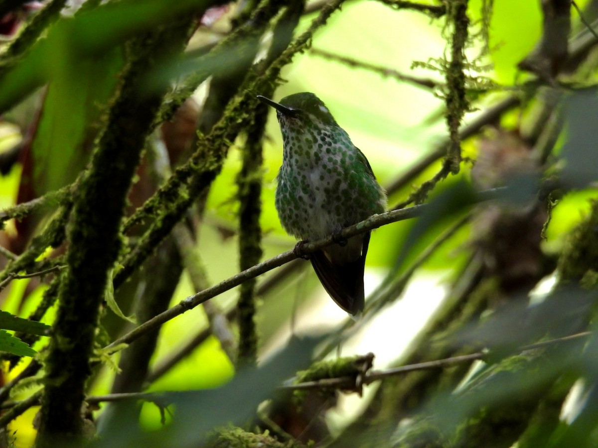 Speckled Hummingbird (melanogenys Group) - Jason Lewis