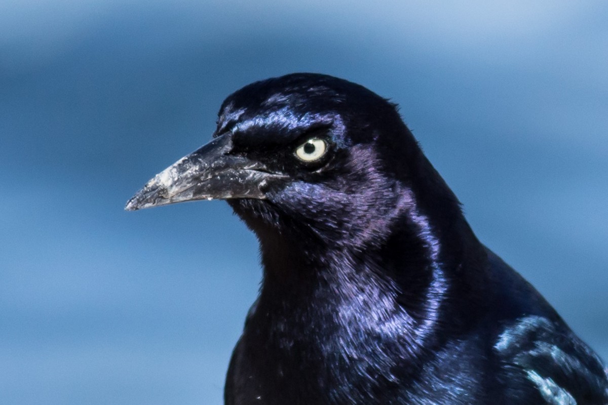 Boat-tailed Grackle - ML49277781