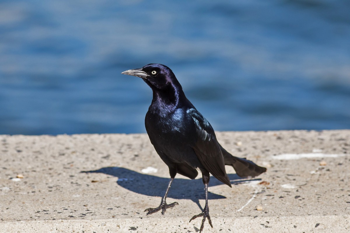 Boat-tailed Grackle - ML49277791