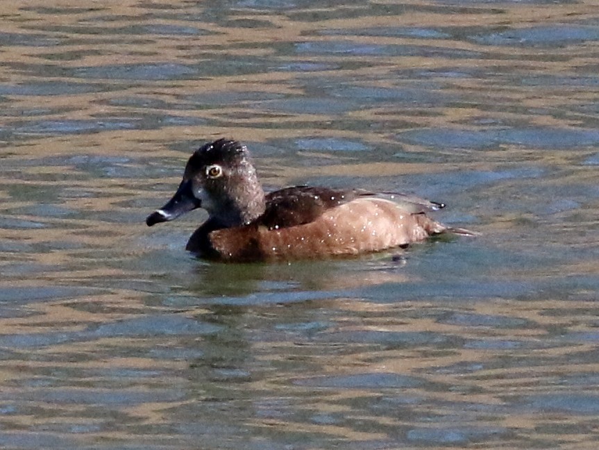Ring-necked Duck - Mike Wanger