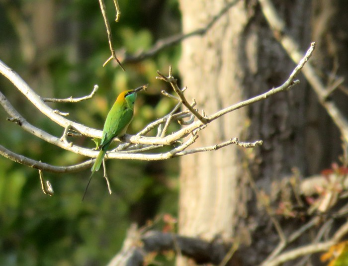 Asian Green Bee-eater - Rohan Chakravarty