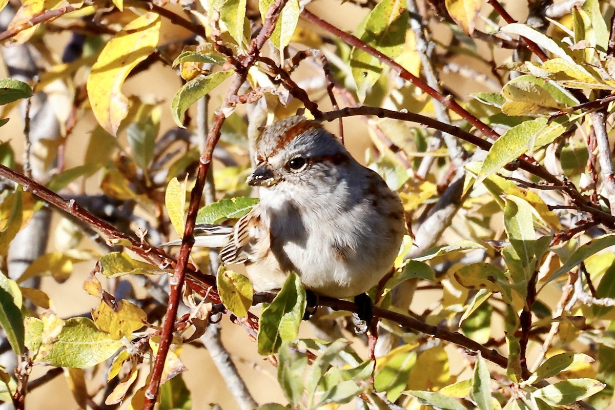 American Tree Sparrow - ML492788381