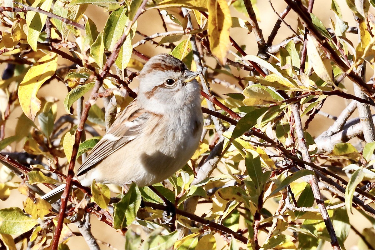 American Tree Sparrow - ML492788391