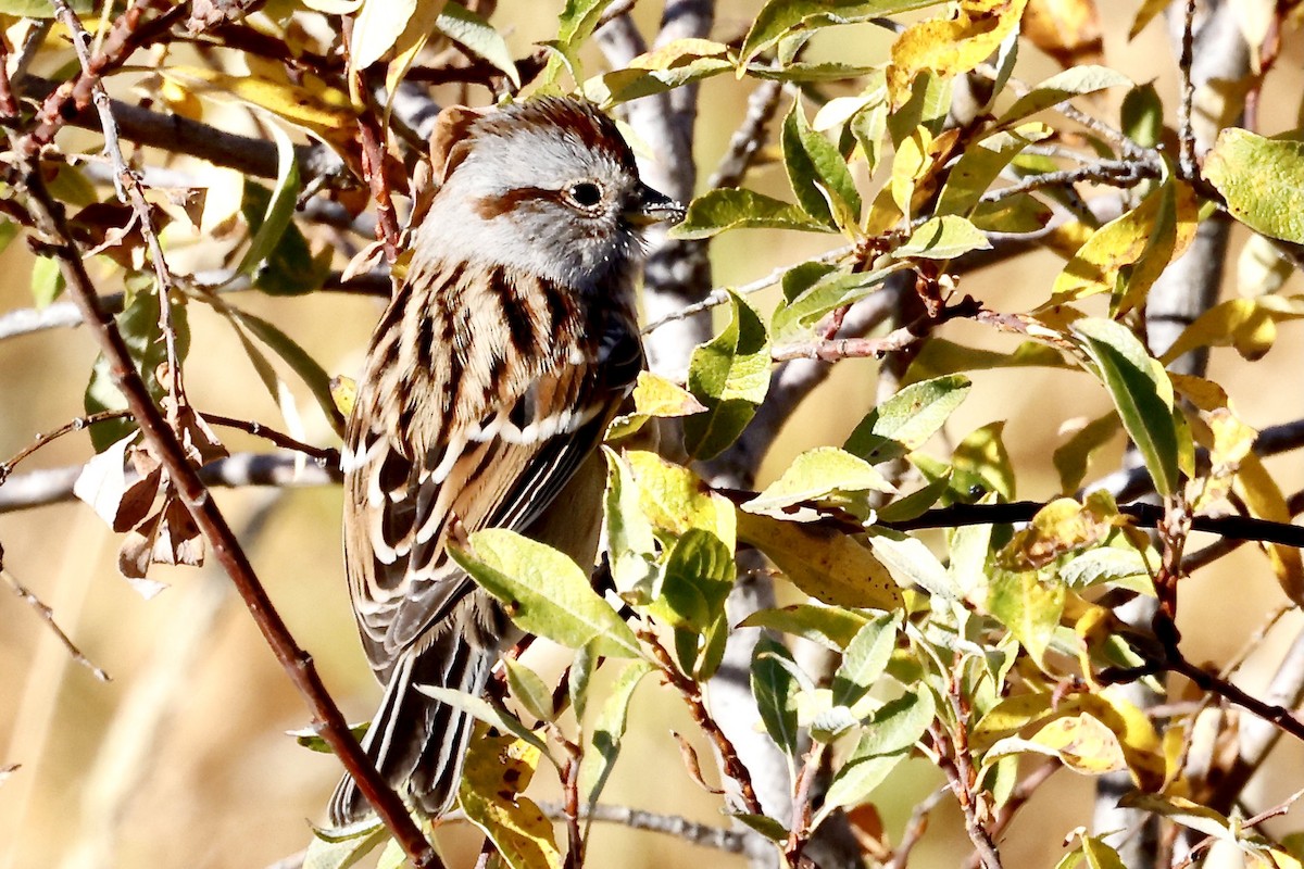 American Tree Sparrow - ML492788401