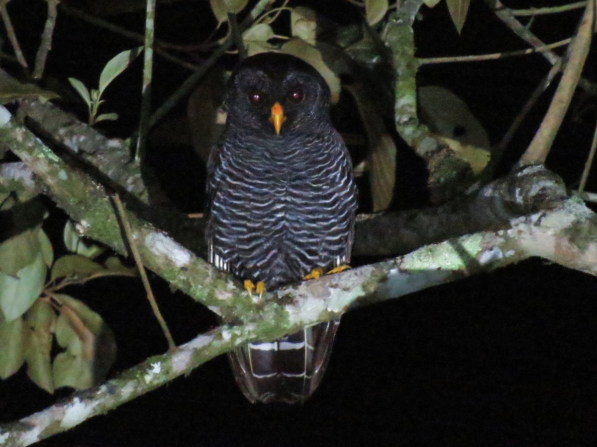 Black-banded Owl - ML492788441