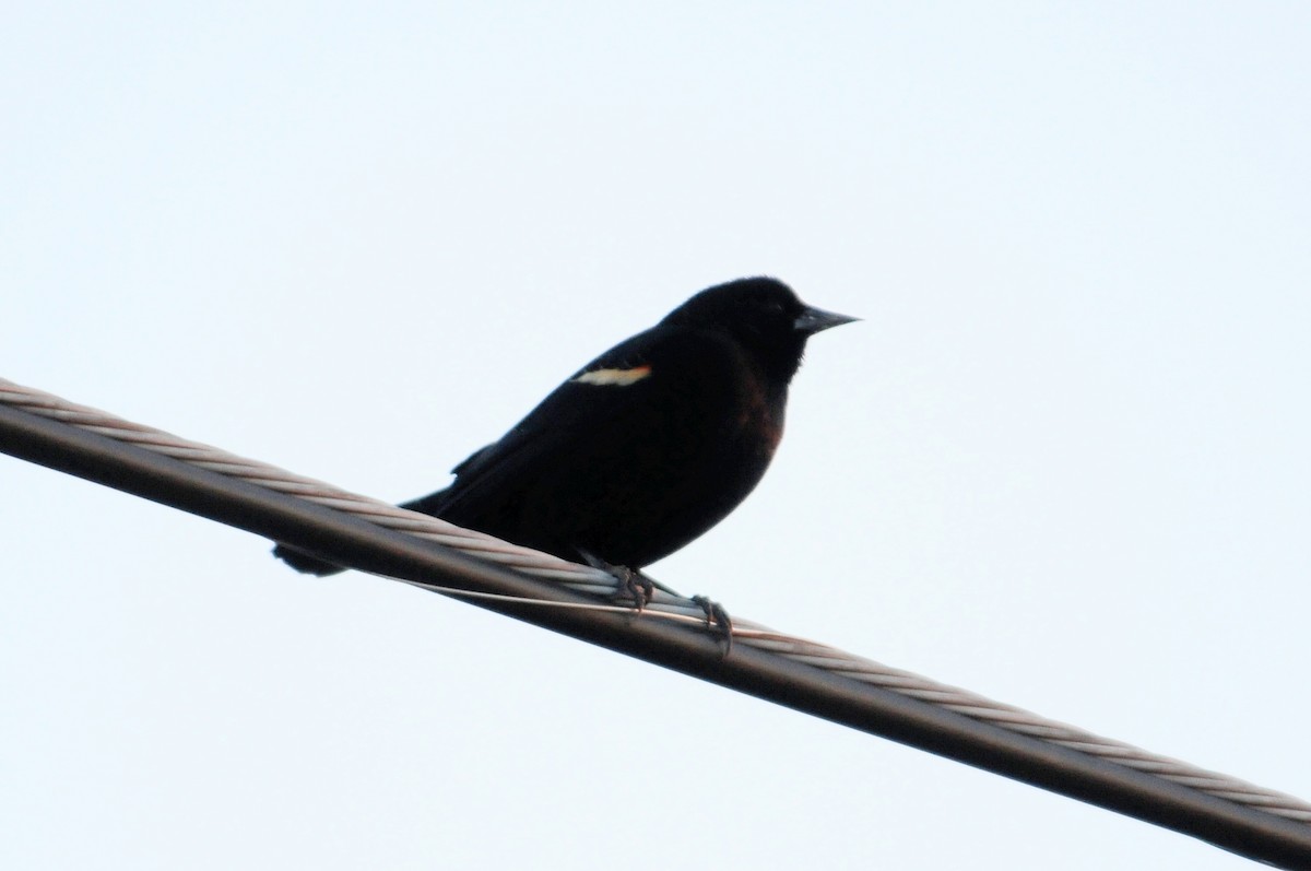Red-winged Blackbird - Kurt Hennige