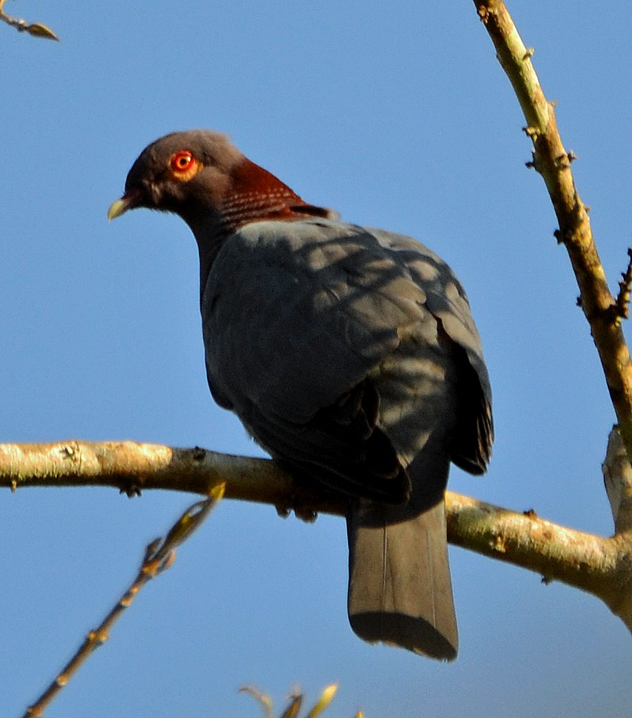 Pigeon à cou rouge - ML49278991