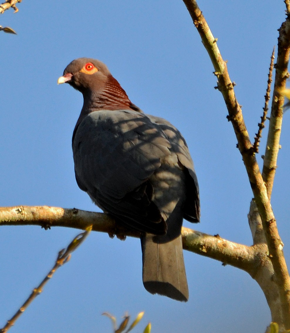 Pigeon à cou rouge - ML49279001