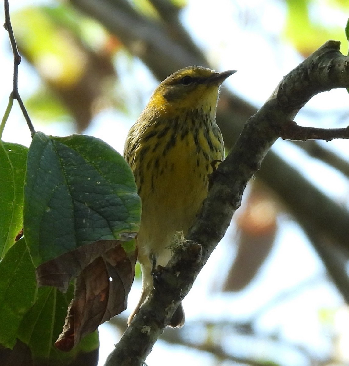 Cape May Warbler - ML492790591