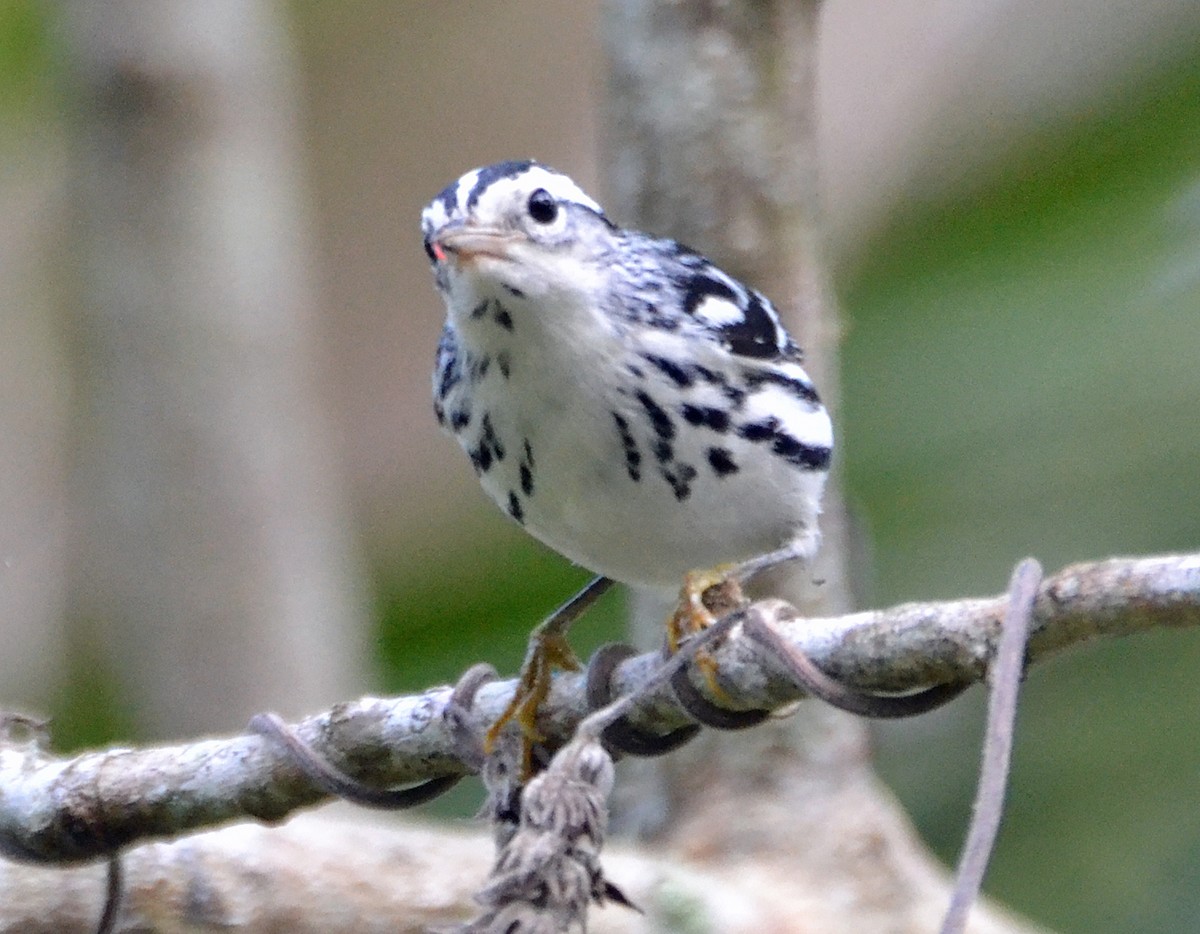 Black-and-white Warbler - ML49279231