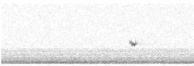 オバシギ属（トウネンの種） - ML492794421