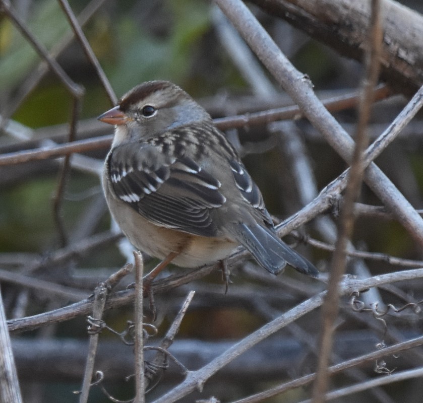 White-crowned Sparrow - ML492795291