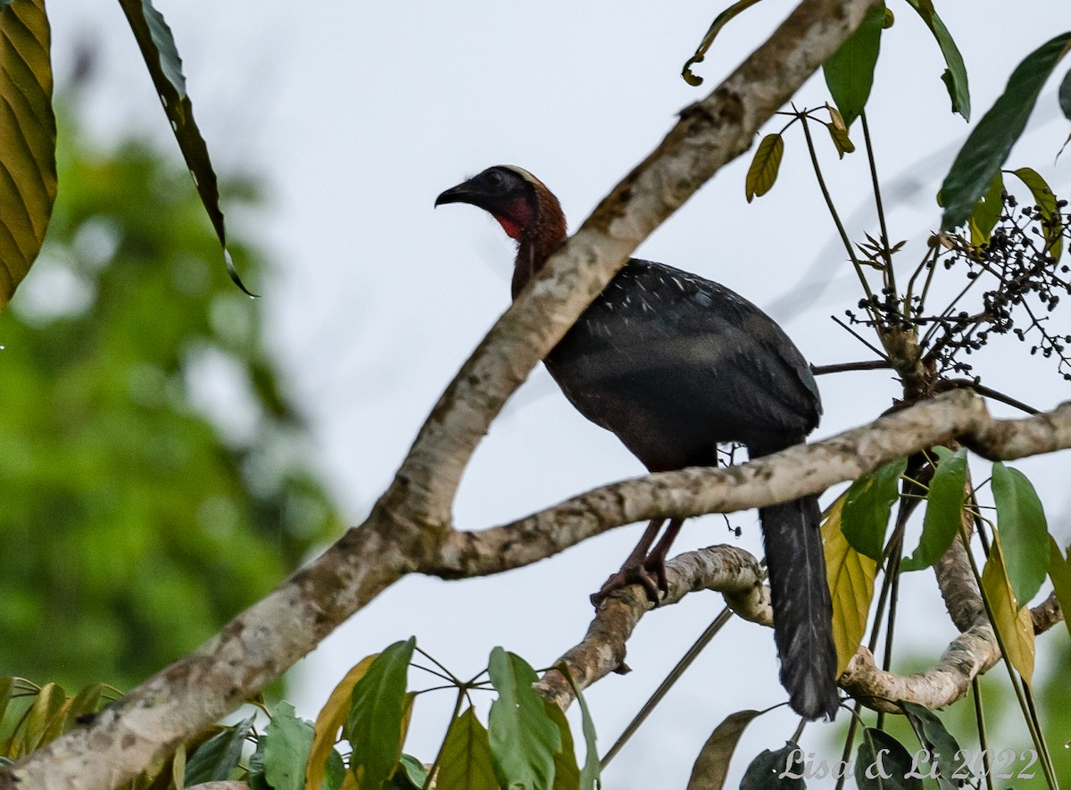White-crested Guan - ML492803961
