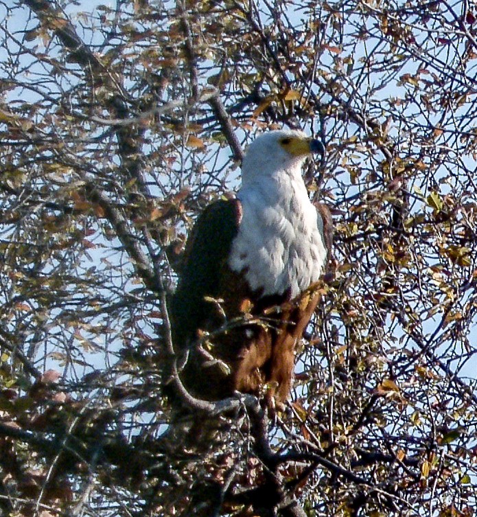 African Fish-Eagle - ML492805301