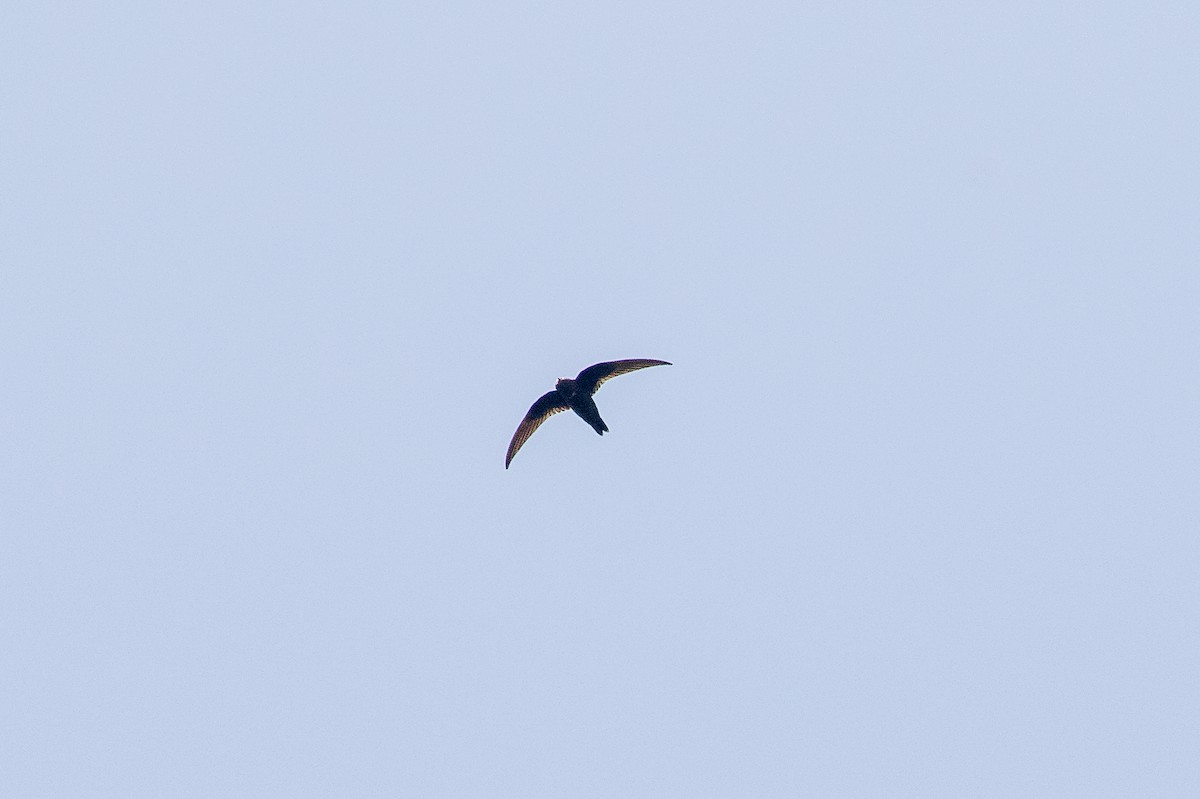 Short-tailed Swift - ML492811961