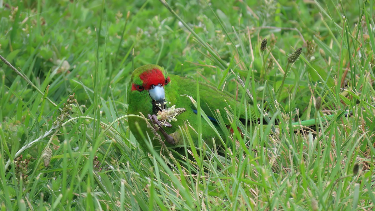 Red-crowned Parakeet - ML492812061