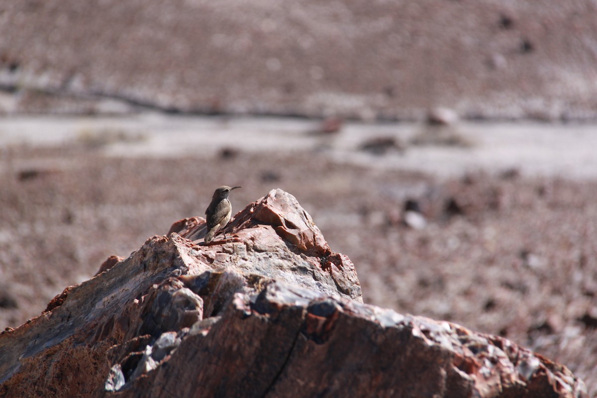 ebird-checklist-11-jun-2021-petrified-forest-national-park-1-species