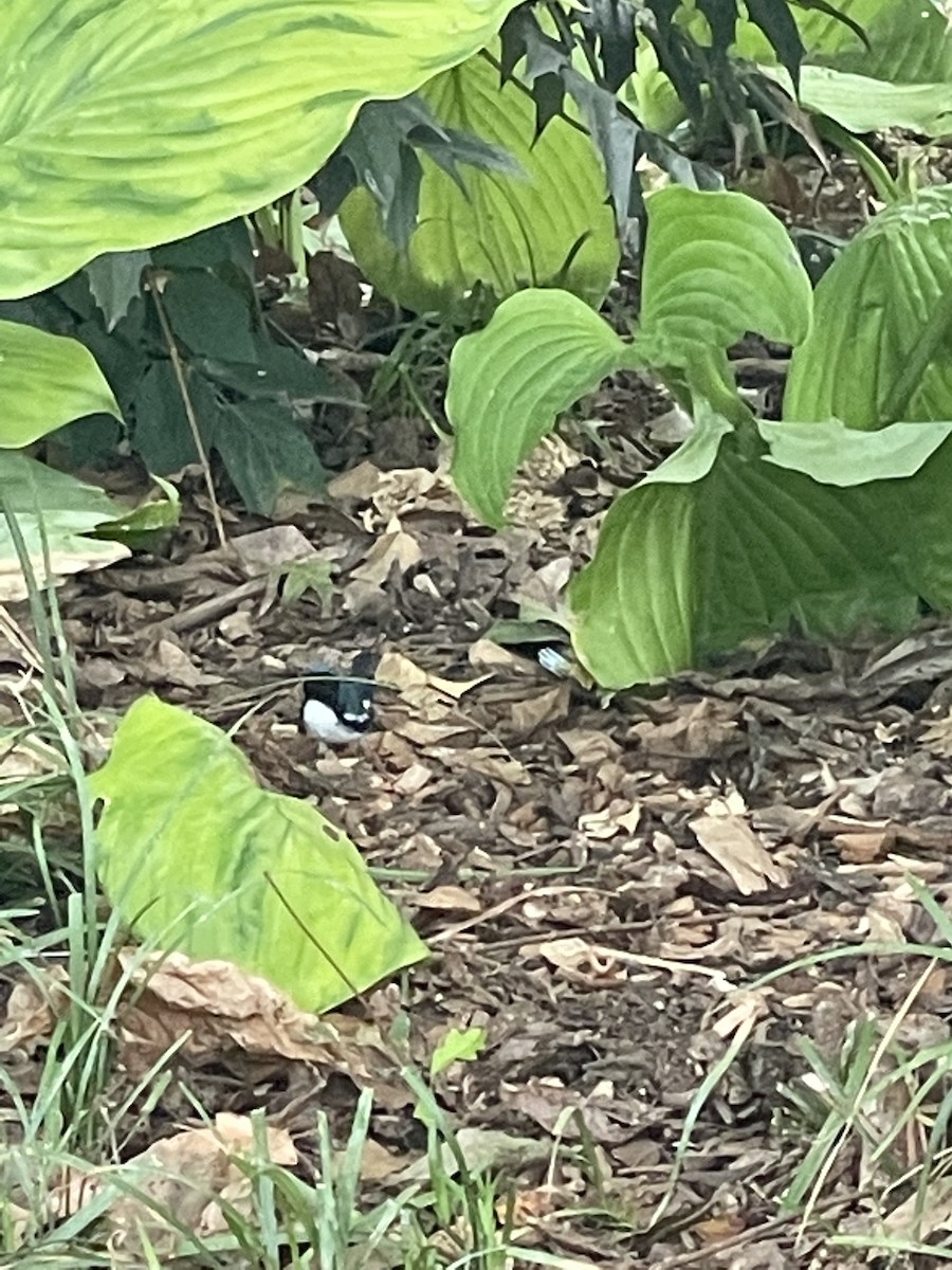 Black-throated Blue Warbler - ML492823331
