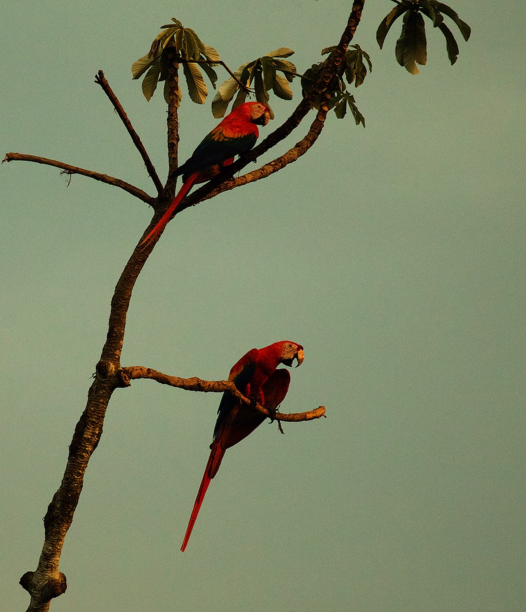 Scarlet Macaw - ML492831361