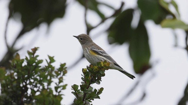 Yellow-rumped Warbler (Audubon's) - ML492832081