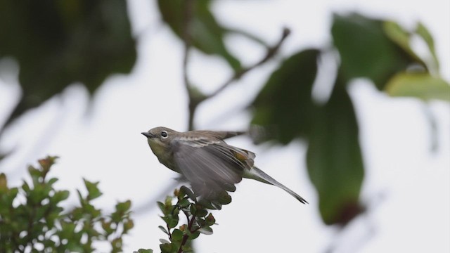 Yellow-rumped Warbler (Audubon's) - ML492834571