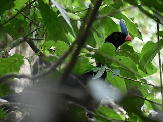  - Horned Curassow