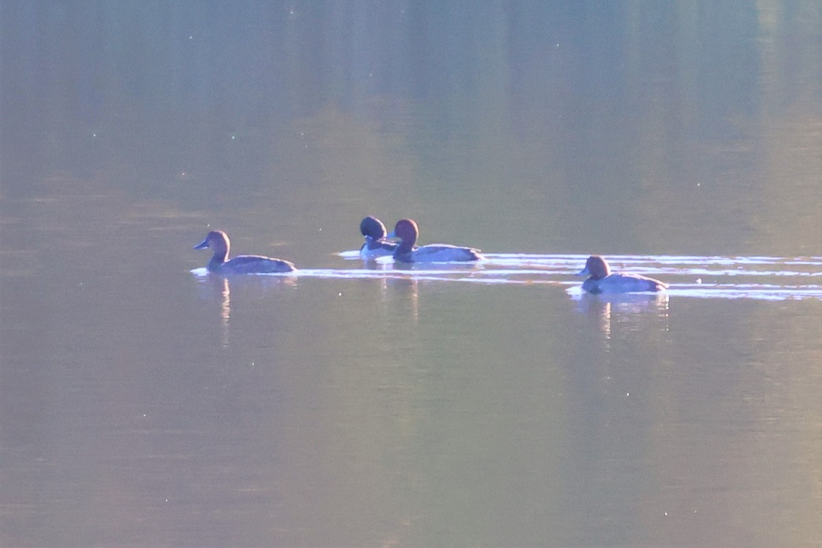 eBird Checklist 11 Oct 2022 Sanford Lagoons open MonFri 8AM3PM