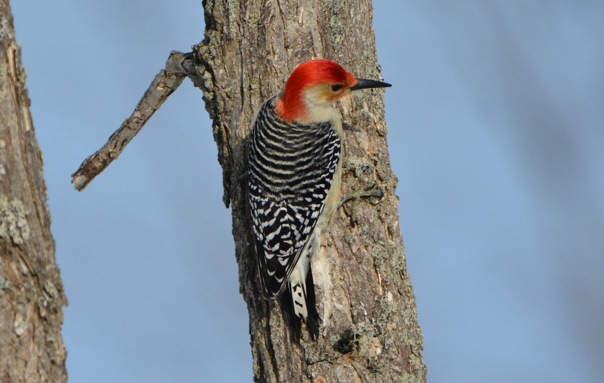 Red-bellied Woodpecker - ML49284351