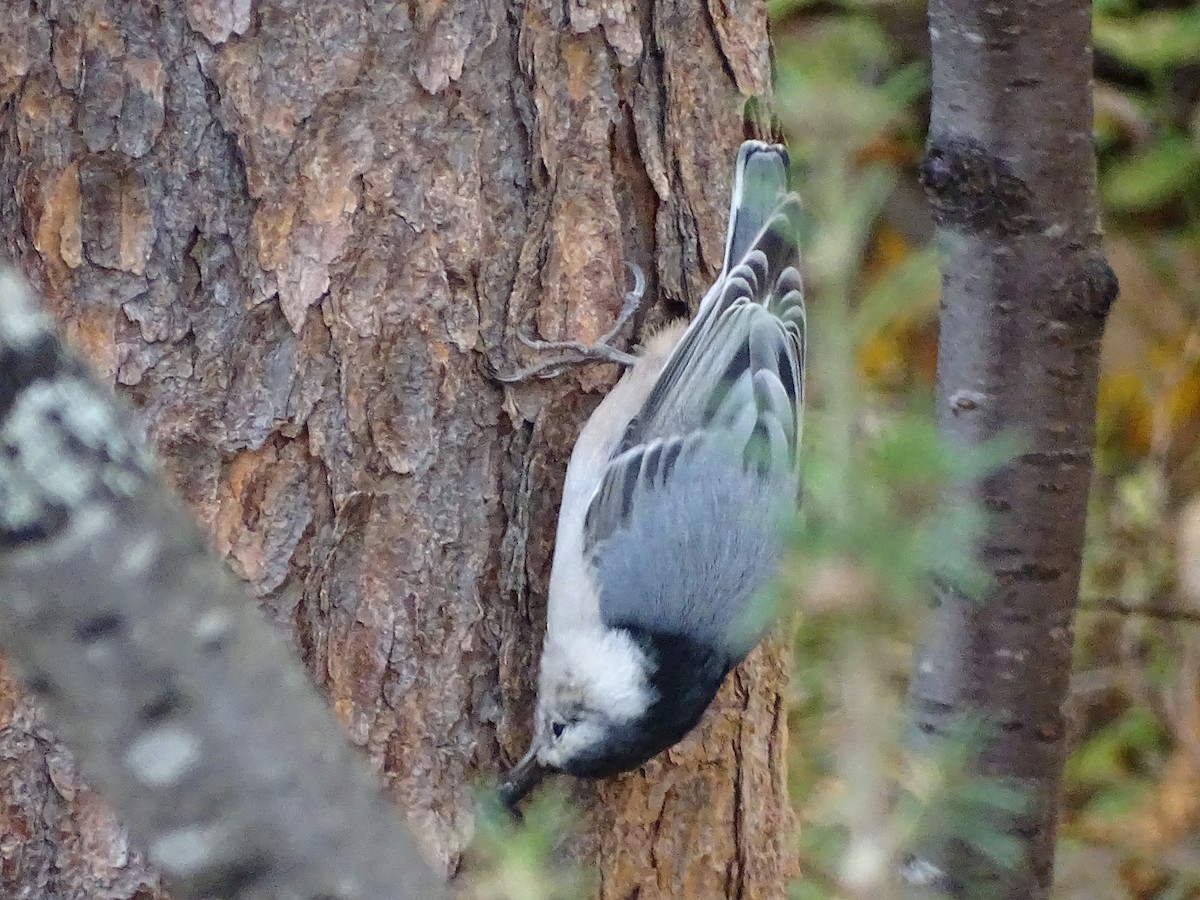 White-breasted Nuthatch - ML492844981