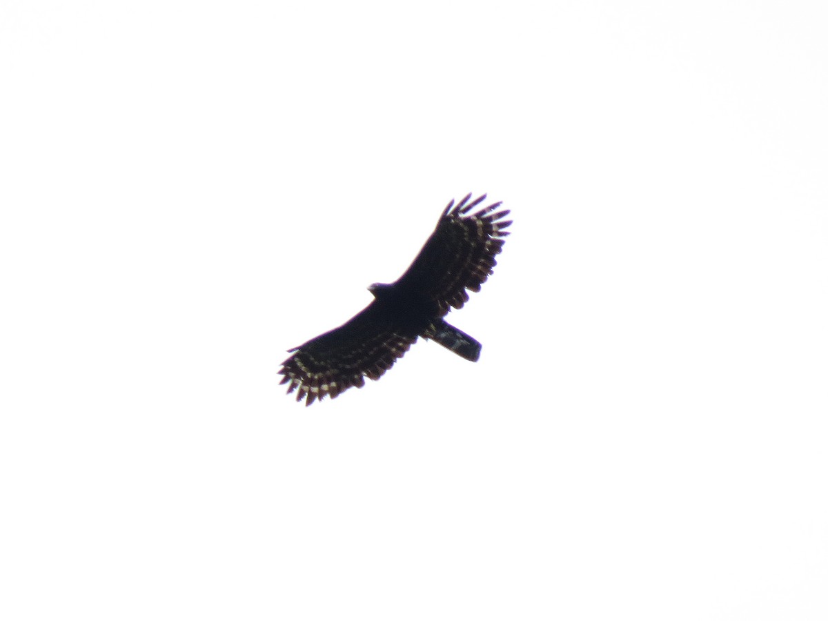 Black Hawk-Eagle - ML492845571