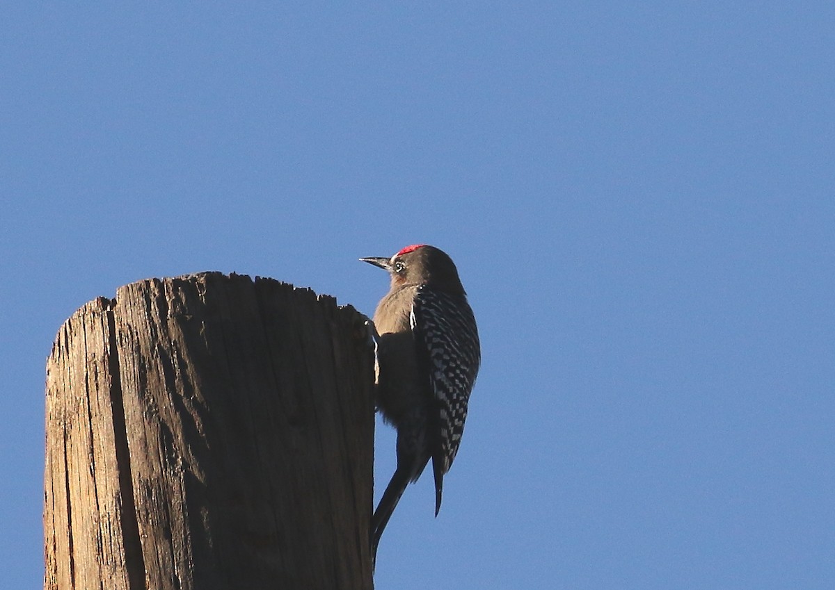 Gray-breasted Woodpecker - David Forsyth