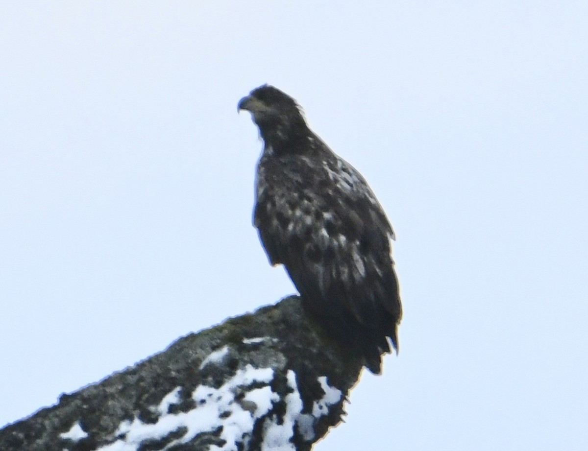 White-tailed Eagle - ML492852851