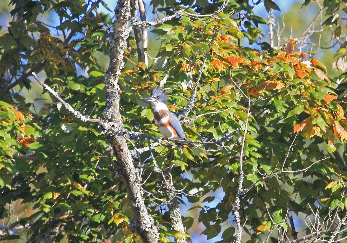 eBird Checklist - 9 Oct 2022 - Irvine Nature Center - 29 species