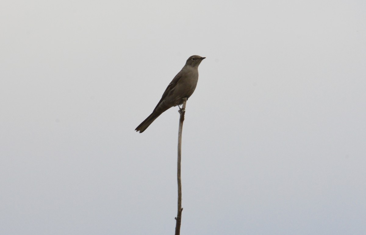 Townsend's Solitaire - ML492861061