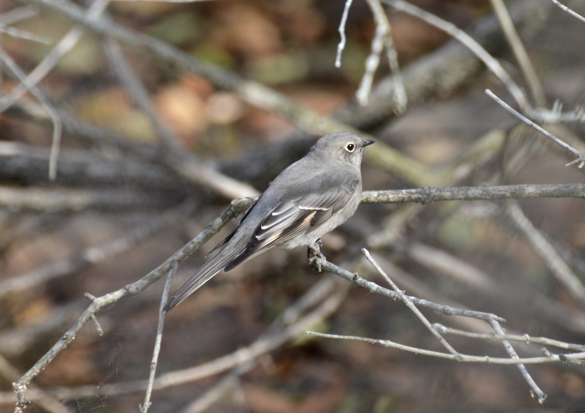 Townsend's Solitaire - ML492861131