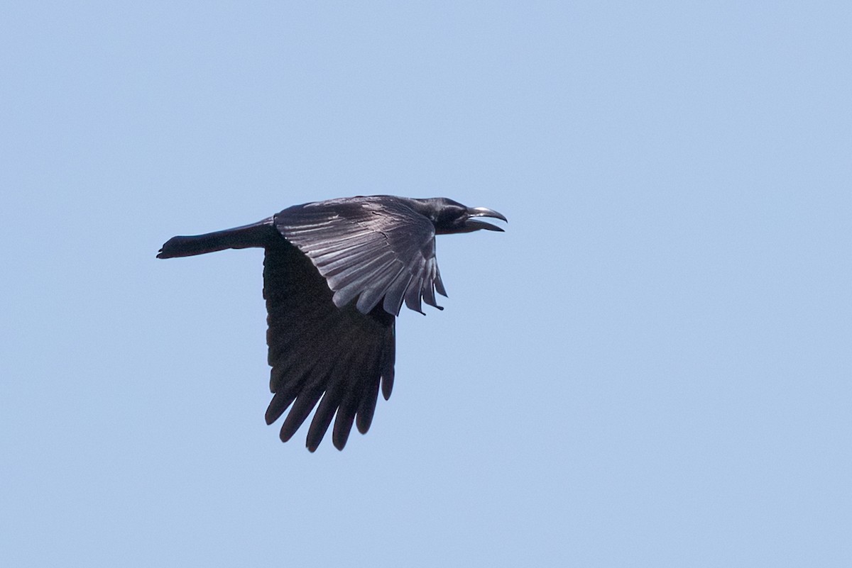 Slender-billed Crow - ML492862851