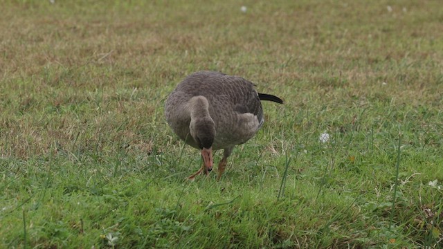 Greater White-fronted Goose (Western) - ML492864651