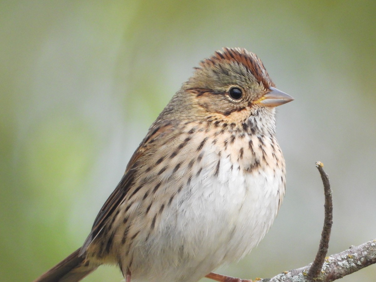 Lincoln's Sparrow - Kevin Long