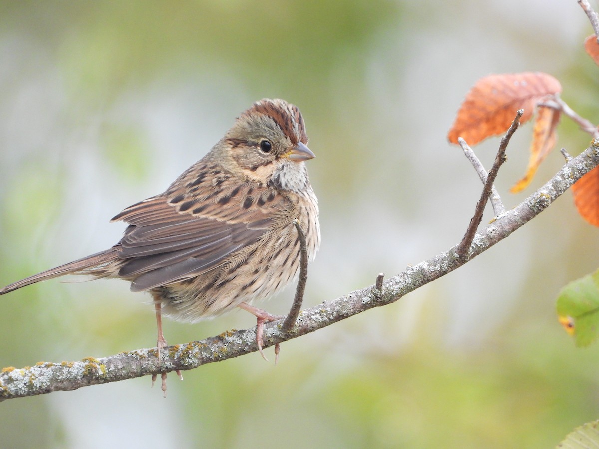 Lincoln's Sparrow - Kevin Long