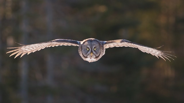 Great Gray Owl ML49286621