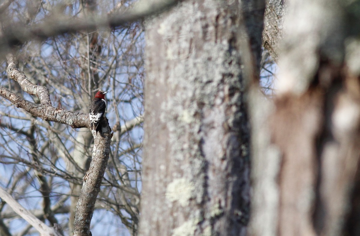 Red-headed Woodpecker - Miles Brengle