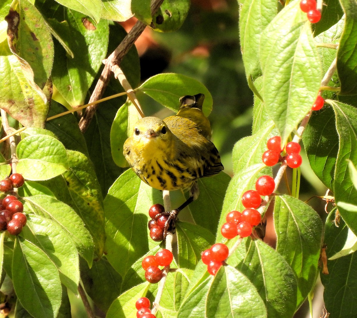 Cape May Warbler - ML492870491