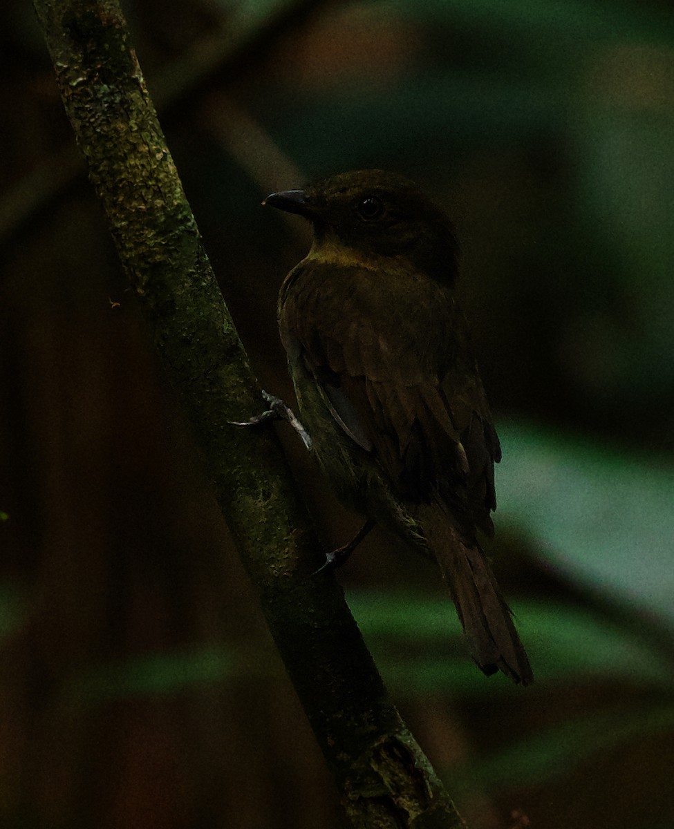 Brown-winged Schiffornis - ML492876871