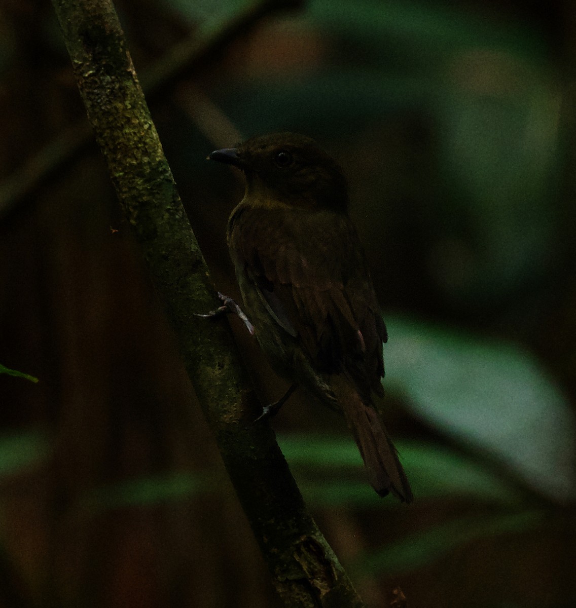 Brown-winged Schiffornis - ML492876881