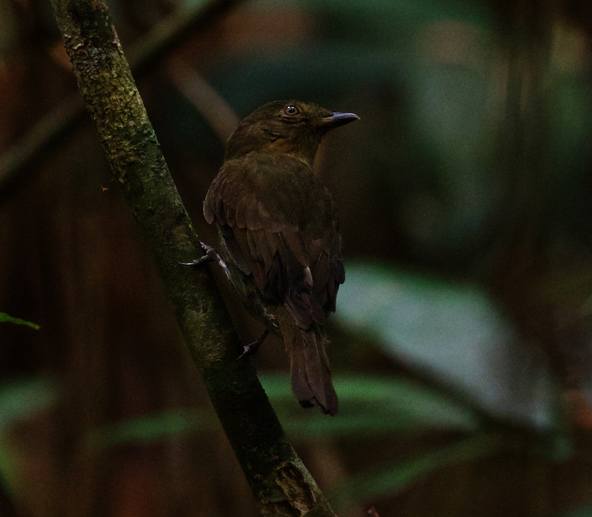 Brown-winged Schiffornis - ML492876891