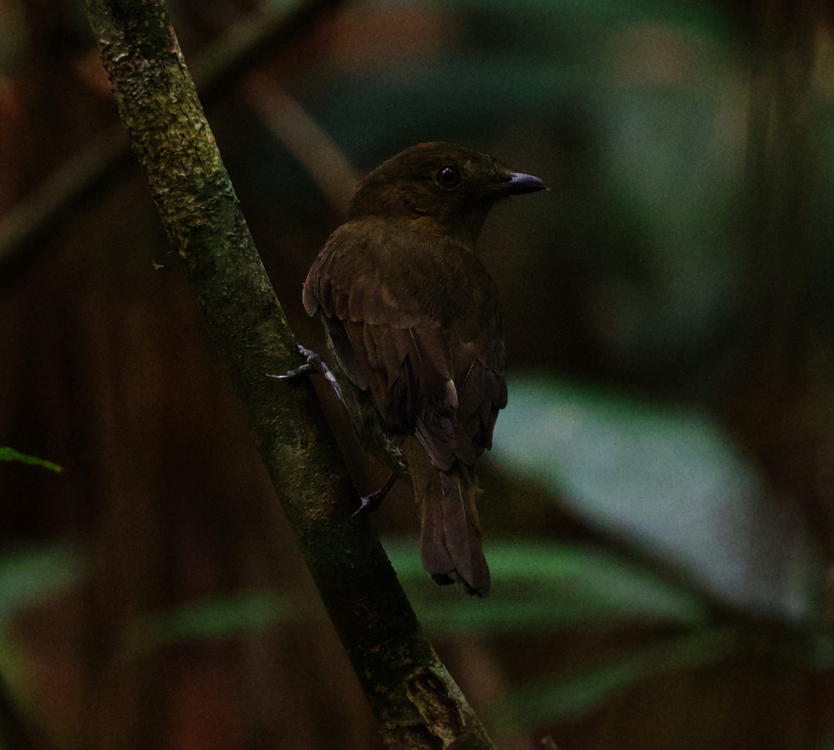 Brown-winged Schiffornis - ML492876901