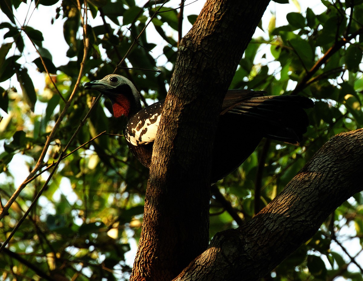 Red-throated Piping-Guan - ML492877431