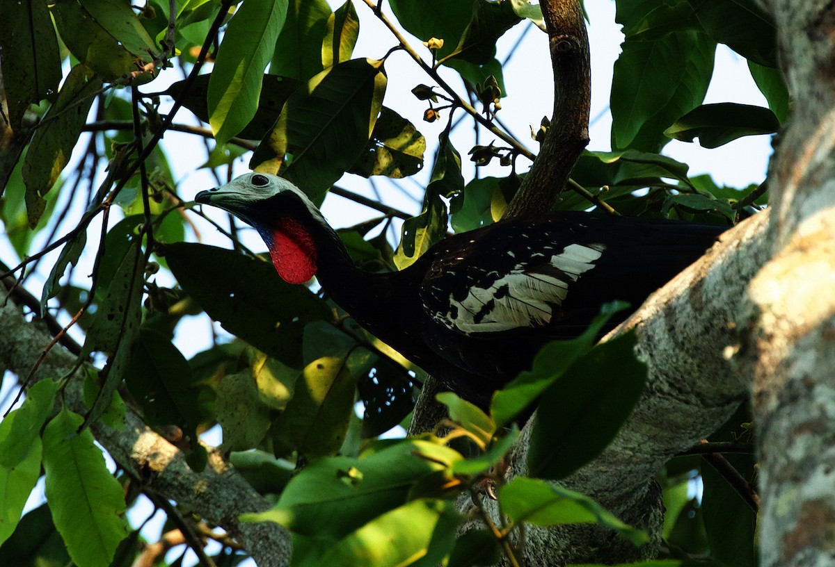 Red-throated Piping-Guan - ML492877441